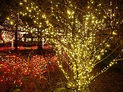044 Toledo Zoo Light Show [2008 Dec 27]